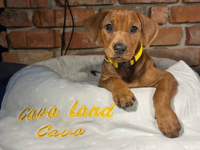 Deutscher Pinscher Welpen aus dem Haus ,,Cava Land" FCI Zucht
