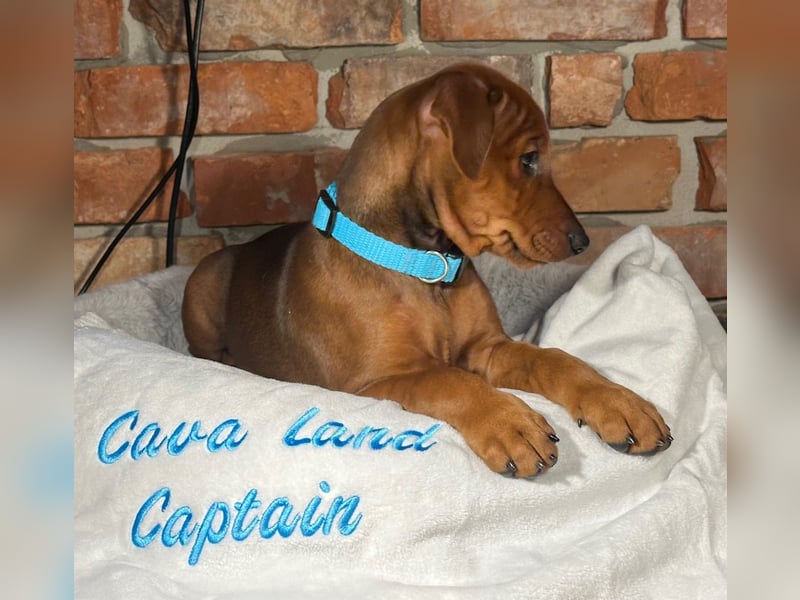 Deutscher Pinscher Welpen aus dem Haus ,,Cava Land" FCI Zucht