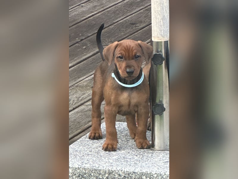 Deutscher Pinscher Welpen aus dem Haus ,,Cava Land" FCI Zucht