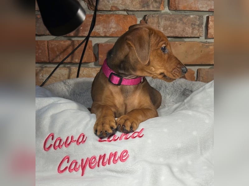 Deutscher Pinscher Welpen aus dem Haus ,,Cava Land" FCI Zucht