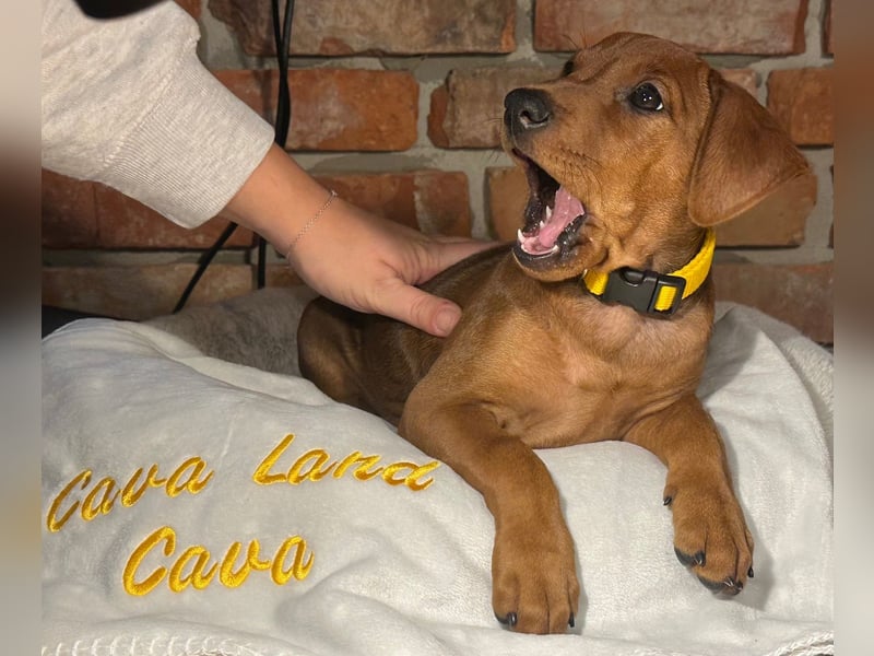 Deutscher Pinscher Welpen aus dem Haus ,,Cava Land" FCI Zucht