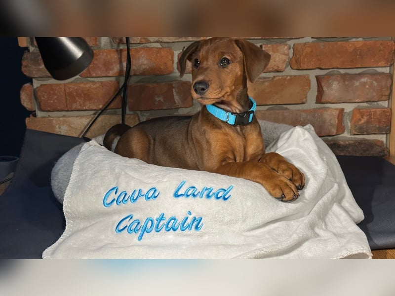Deutscher Pinscher Welpen aus dem Haus ,,Cava Land" FCI Zucht