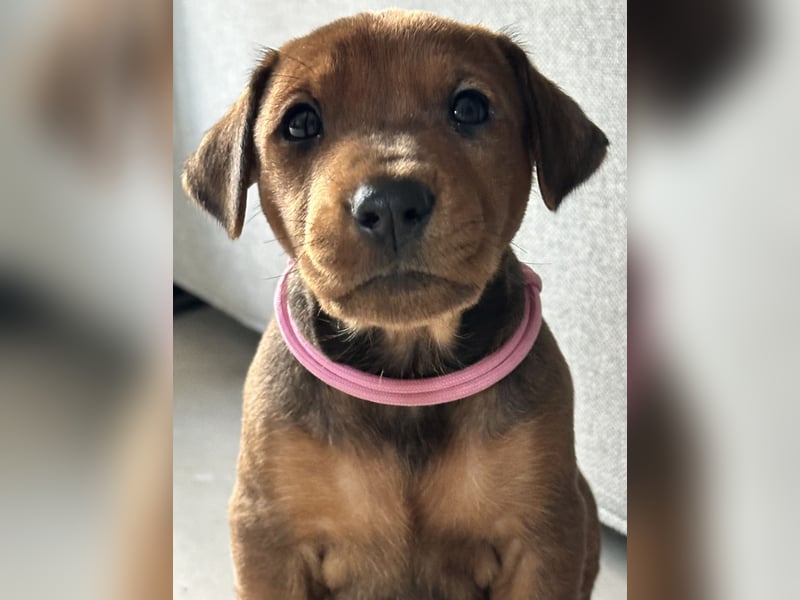 Deutscher Pinscher Welpen aus dem Haus ,,Cava Land" FCI Zucht