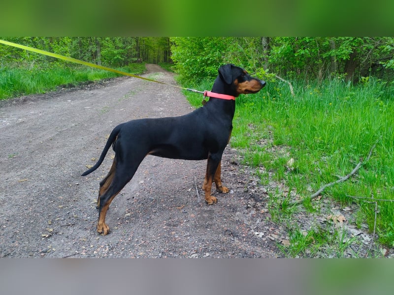 Deutscher Pinscher Welpen aus dem Haus ,,Cava Land" FCI Zucht