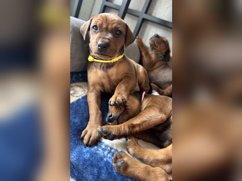 Deutscher Pinscher Welpen aus dem Haus ,,Cava Land" FCI Zucht