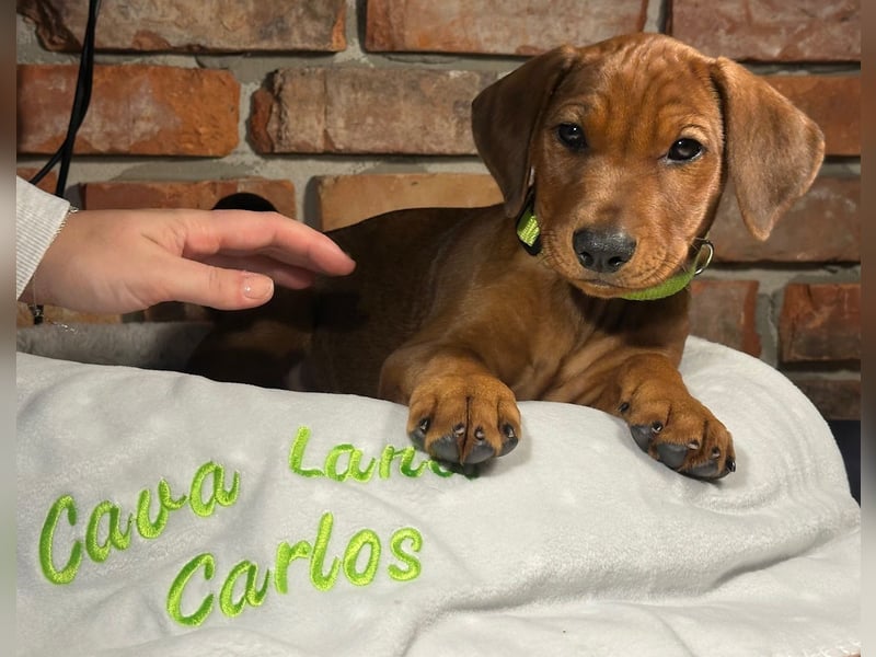 Deutscher Pinscher Welpen aus dem Haus ,,Cava Land" FCI Zucht