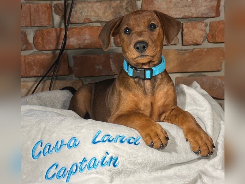 Deutscher Pinscher Welpen aus dem Haus ,,Cava Land" FCI Zucht