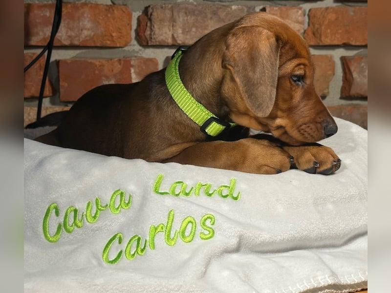 Deutscher Pinscher Welpen aus dem Haus ,,Cava Land" FCI Zucht