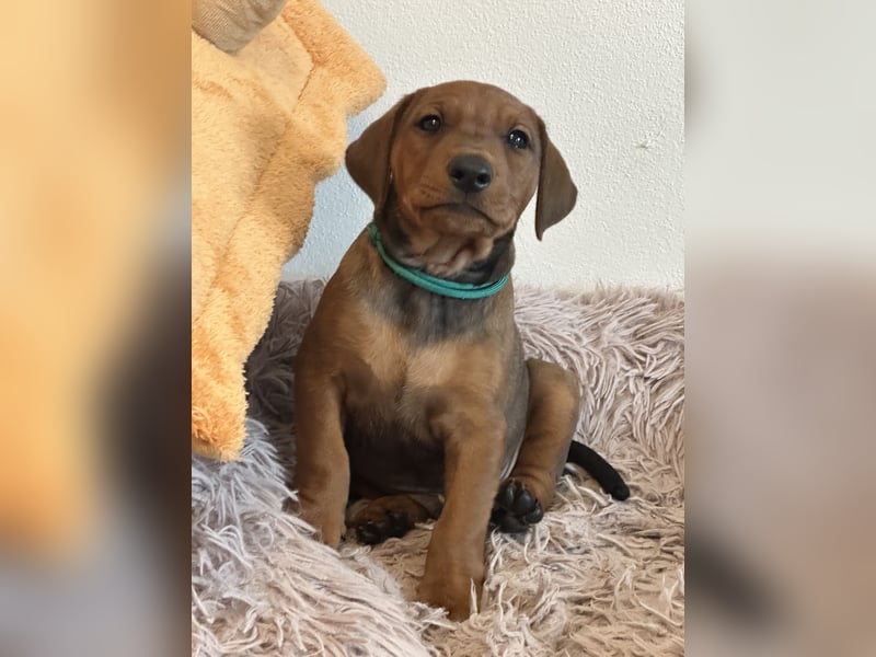 Deutscher Pinscher Welpen aus dem Haus ,,Cava Land" FCI Zucht