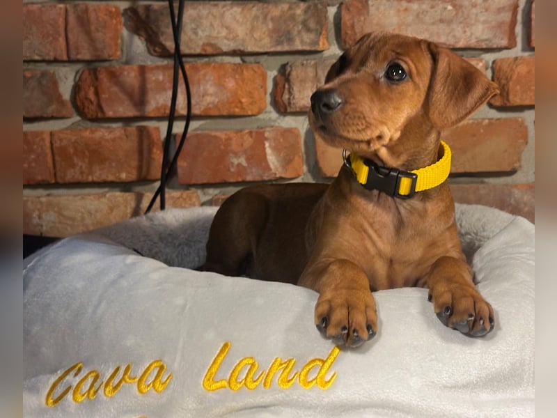 Deutscher Pinscher Welpen aus dem Haus ,,Cava Land" FCI Zucht