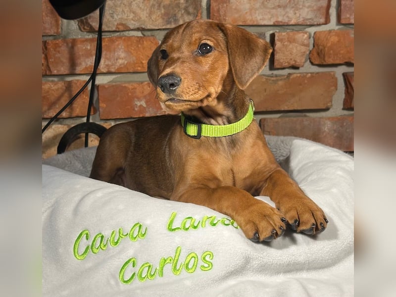 Deutscher Pinscher Welpen aus dem Haus ,,Cava Land" FCI Zucht