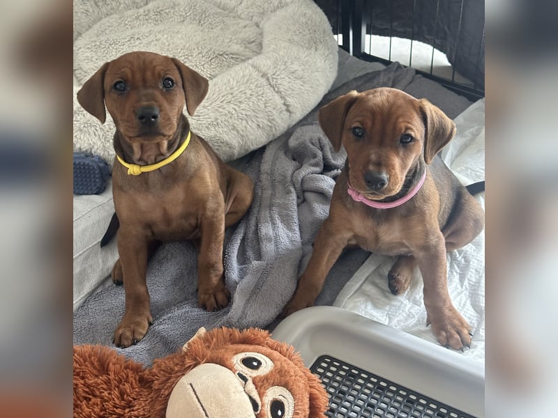 Deutscher Pinscher Welpen aus dem Haus ,,Cava Land" FCI Zucht