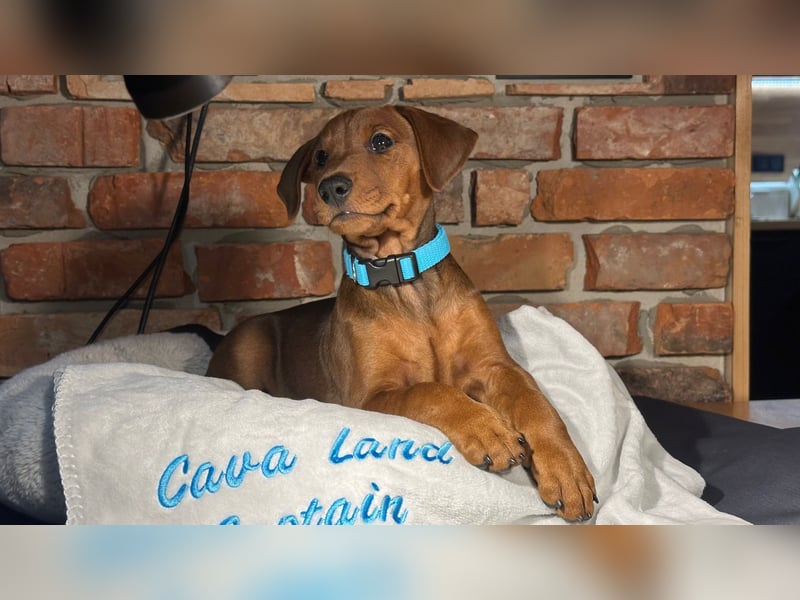 Deutscher Pinscher Welpen aus dem Haus ,,Cava Land" FCI Zucht