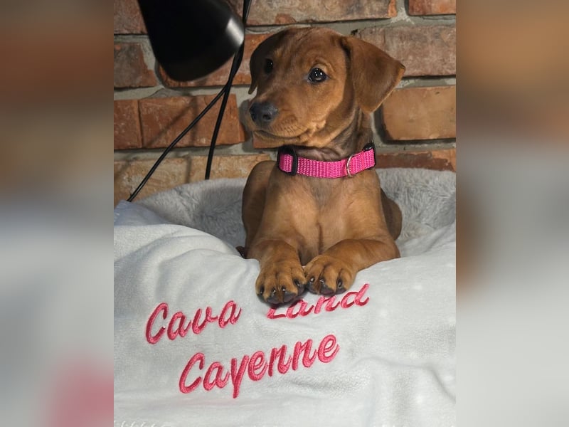 Deutscher Pinscher Welpen aus dem Haus ,,Cava Land" FCI Zucht