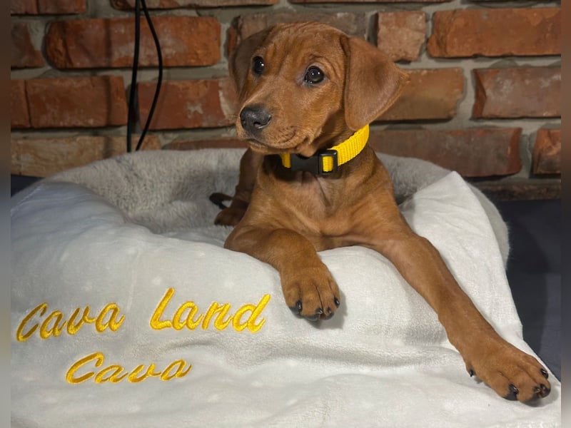 Deutscher Pinscher Welpen aus dem Haus ,,Cava Land" FCI Zucht