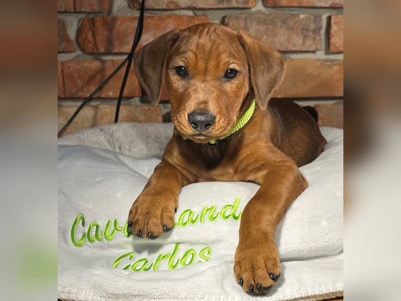 Deutscher Pinscher Welpen aus dem Haus ,,Cava Land" FCI Zucht