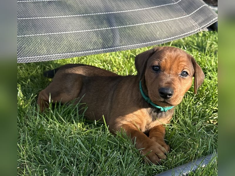 Deutscher Pinscher Welpen aus dem Haus ,,Cava Land" FCI Zucht