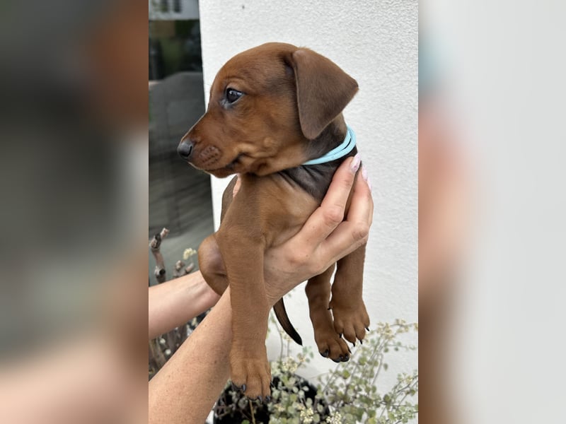 Deutscher Pinscher Welpen aus dem Haus ,,Cava Land" FCI Zucht