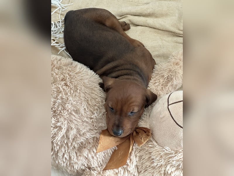 Deutscher Pinscher Welpen aus dem Haus ,,Cava Land" FCI Zucht