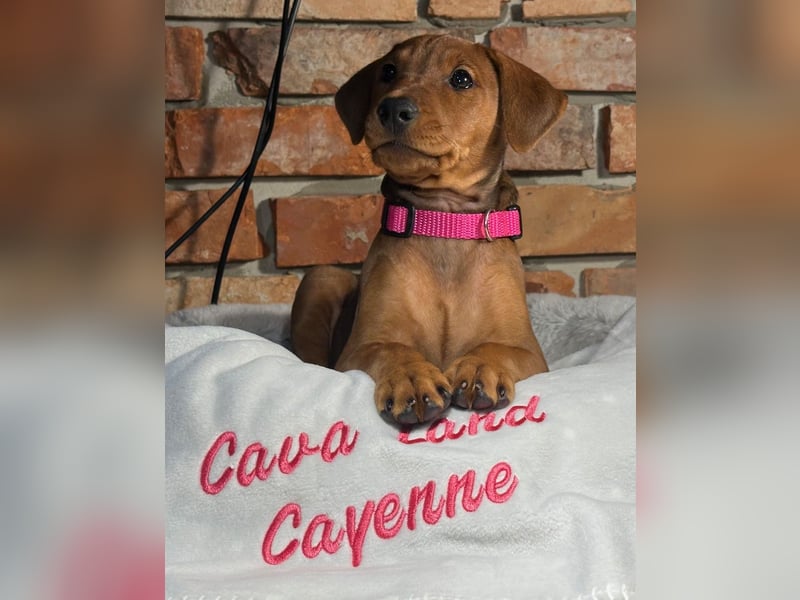 Deutscher Pinscher Welpen aus dem Haus ,,Cava Land" FCI Zucht