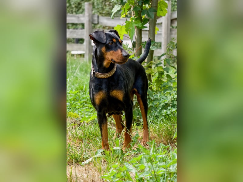 Deutsche Pinscher Welpen