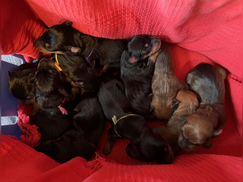 Deutsche Pinscher Welpen