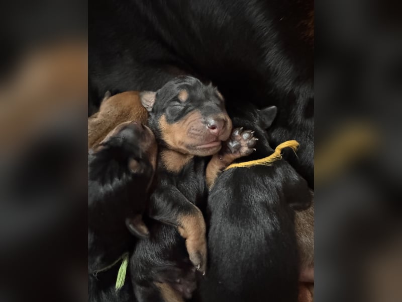 Deutsche Pinscher Welpen