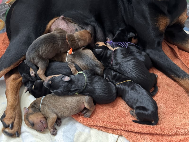 Deutsche Pinscher Welpen