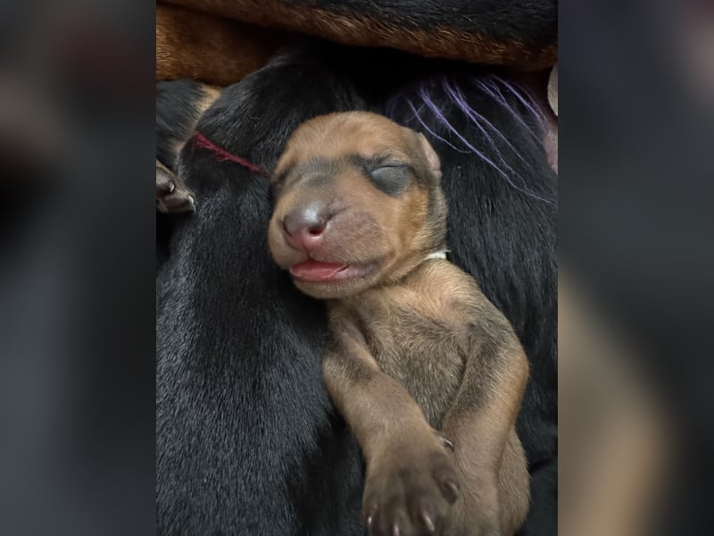 Deutsche Pinscher Welpen