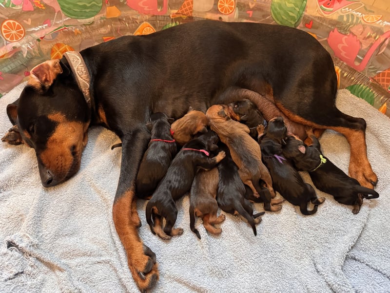 Deutsche Pinscher Welpen