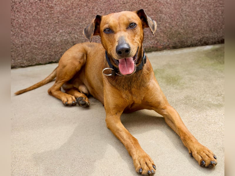 Deutsche Pinscher Welpen
