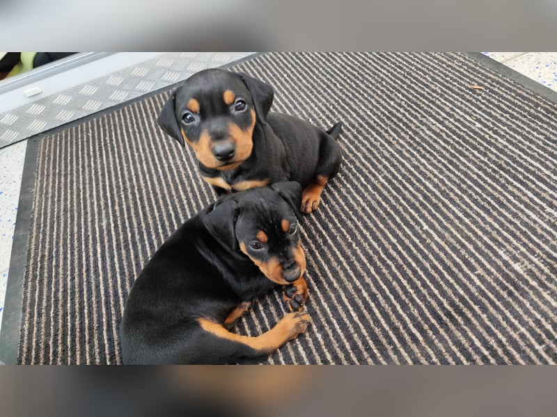 Deutscher Pinscher Welpen schw/r, PSK/VDH Zucht, Ahnentafel, B-Wurf, geb. 02.08.2025