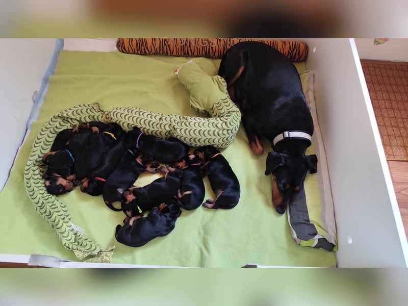 Deutscher Pinscher Welpen schw/r, PSK/VDH Zucht, Ahnentafel, B-Wurf, geb. 02.08.2025
