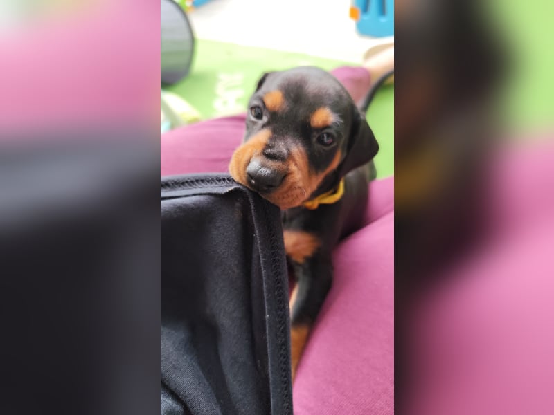 Deutscher Pinscher Welpen schw/r, PSK/VDH Zucht, Ahnentafel, B-Wurf, geb. 02.08.2025