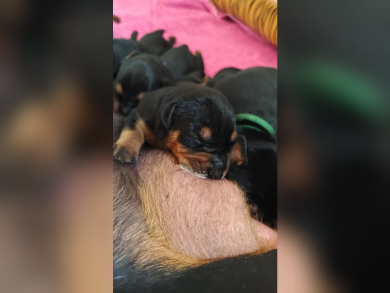 Deutscher Pinscher Welpen schw/r, PSK/VDH Zucht, Ahnentafel, B-Wurf, geb. 02.08.2025