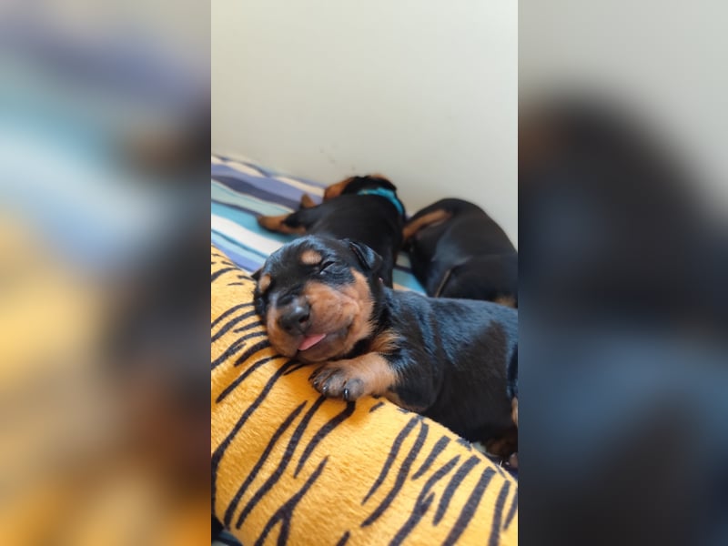 Deutscher Pinscher Welpen schw/r, PSK/VDH Zucht, Ahnentafel, B-Wurf, geb. 02.08.2025