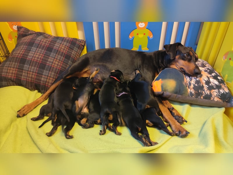 Deutscher Pinscher Welpen schw/r, PSK/VDH Zucht, Ahnentafel, B-Wurf, geb. 02.08.2025