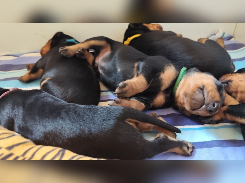 Deutscher Pinscher Welpen schw/r, PSK/VDH Zucht, Ahnentafel, B-Wurf, geb. 02.08.2025