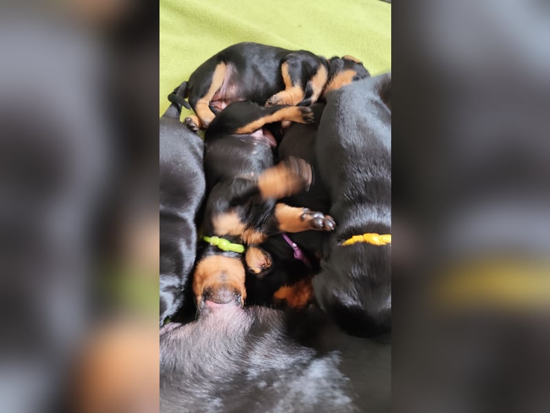 Deutscher Pinscher Welpen schw/r, PSK/VDH Zucht, Ahnentafel, B-Wurf, geb. 02.08.2025