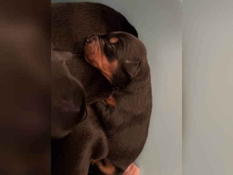 Deutsche Pinscher Welpen (PSK/VDH/FCI)