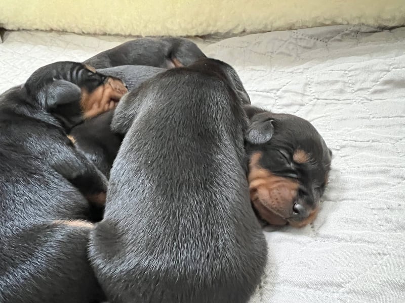 Deutsche Pinscher Welpen (PSK/VDH/FCI)