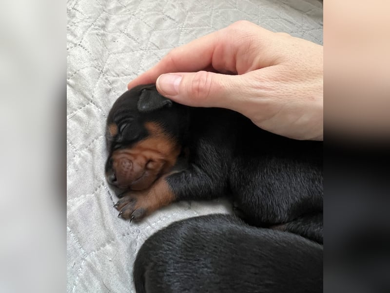 Deutsche Pinscher Welpen (PSK/VDH/FCI)