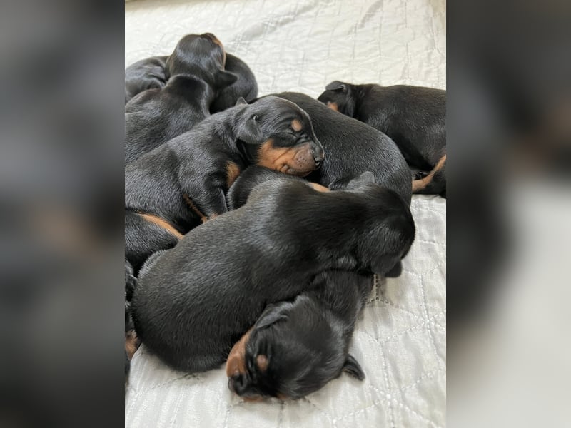 Deutsche Pinscher Welpen (PSK/VDH/FCI)