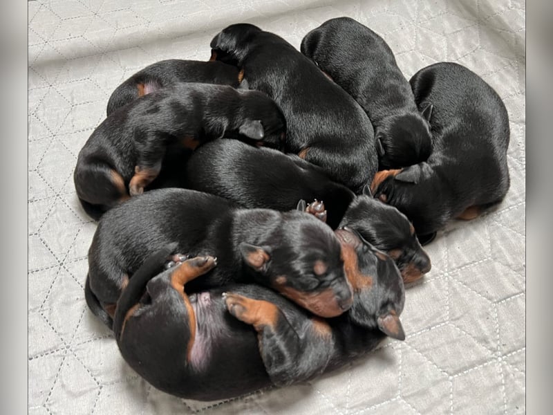 Deutsche Pinscher Welpen (PSK/VDH/FCI)