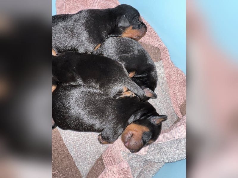 Deutsche Pinscher Welpen (PSK/VDH/FCI)