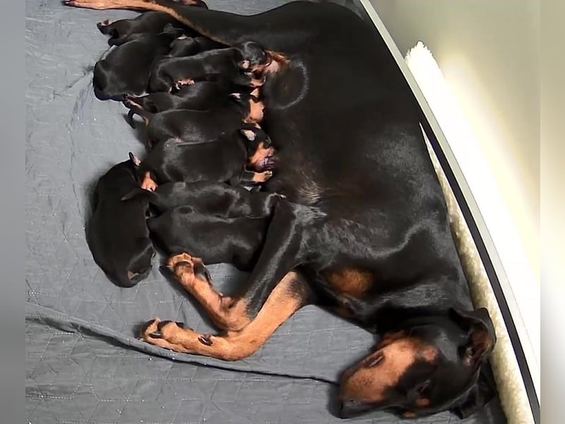 Deutsche Pinscher Welpen (PSK/VDH/FCI)