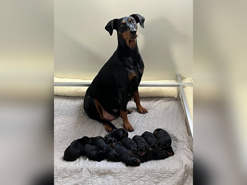 Deutsche Pinscher Welpen (PSK/VDH/FCI)