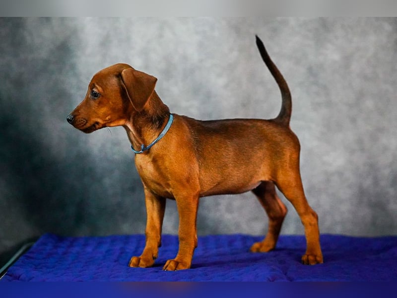 Deutscher Pinscher welpen