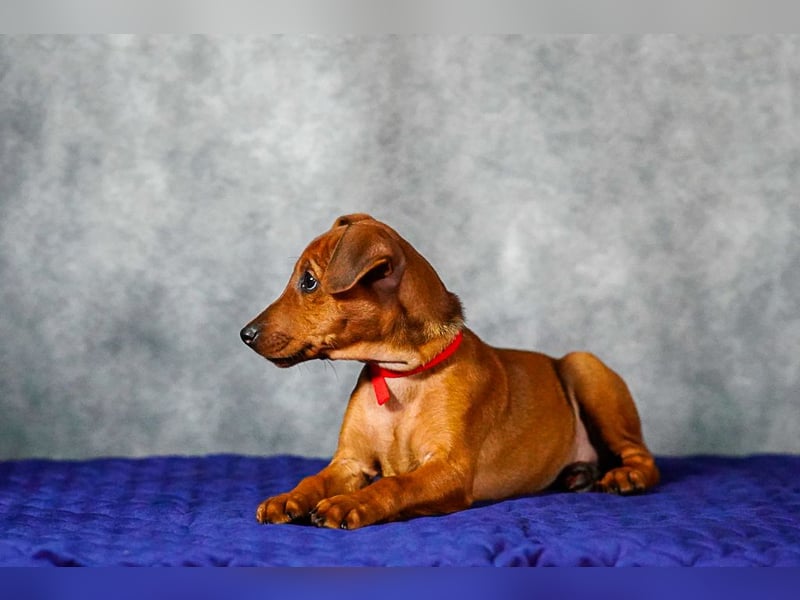 Deutscher Pinscher welpen