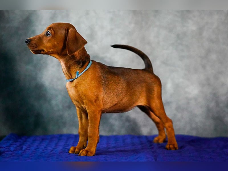 Deutscher Pinscher welpen